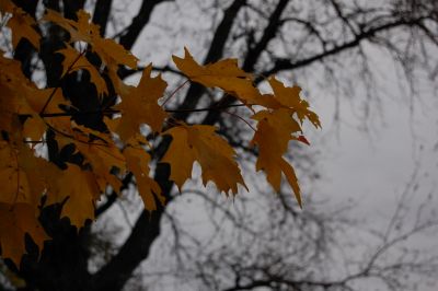 Fall Maple