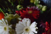 Gerbera Daisies