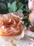 Peach garden roses