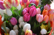 Mixed tulips