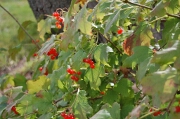 Viburnum berries (fall)