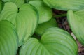 Green  'Guacamole' Hostas