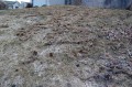 Lawn damaged by voles (meadow mice)