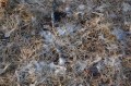 Snow mold