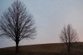 Trees at dusk in Spring