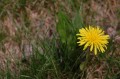 Is a dandelion a weed?