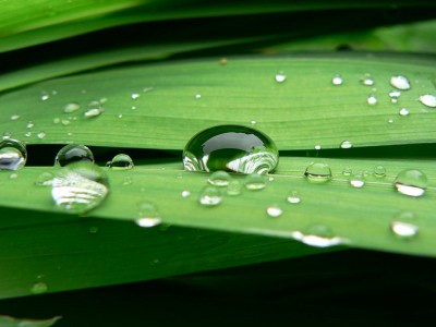 Water drop on Lily