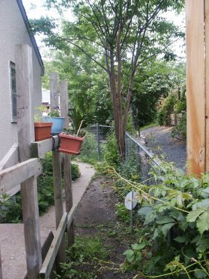 Backyard view - before