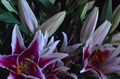 Oriental Lilies