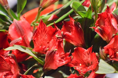 Wine Red Alstromeria