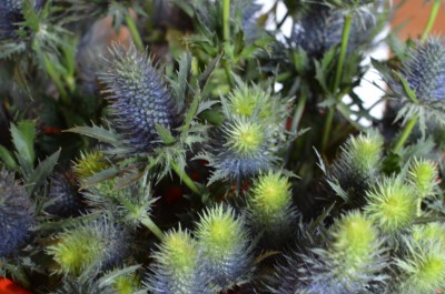 Sea Holly