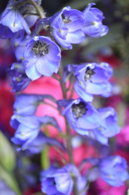 Delphinium