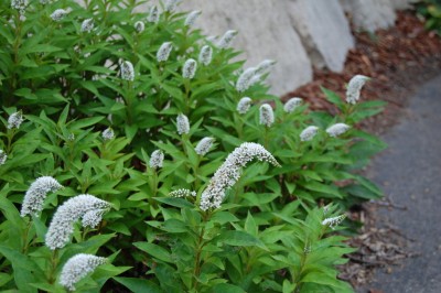 Gooseneck Loosestrife