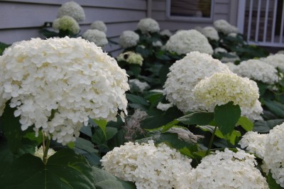 Hydrangea