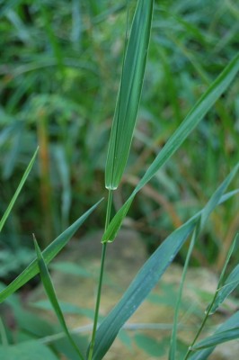 Quackgrass