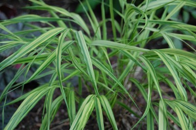 Japanese Forest Grass (Hakonechloa)