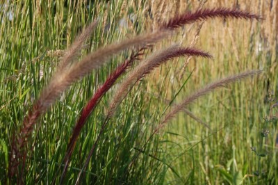 Purple Fountain Grass