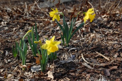 Spring Daffodils