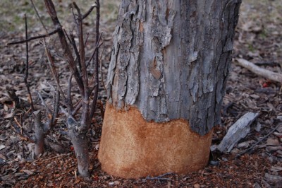 Tree damaged by rabbits