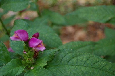 Turtlehead (chelone)