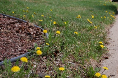 Dandelions