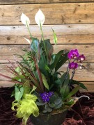 Flowering basket - orchid, peace lily, violets