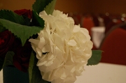 White hydrandea, red rose