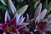 Oriental Lilies