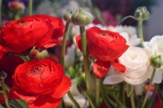 Red and White Ranunculus