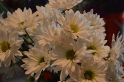 blooms_white_daisies_0648.jpg