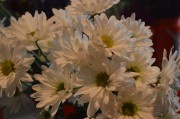 White Daisies