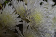 White Spider Mums