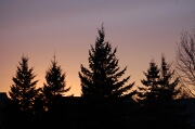 Evergreens at sunset