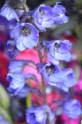 Delphinium