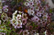 Waxflower