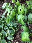 Poor hostas - hail wasn't nice to them