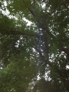 Dangling tree branch