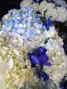 Hydrangea - white, and white with blue tips
