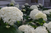 Hydrangea