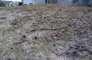 Vole-damaged lawn