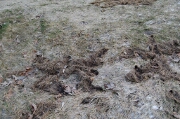 Lawn damaged by voles (meadow mice)