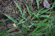 Crabgrass