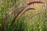 Purple Fountain Grass