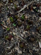 Easter lilies sprouting in Eagan