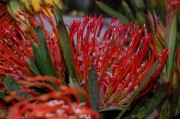 Protea (pincushion)