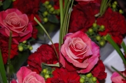 Red and Pink Roses