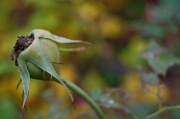 Rose Hip