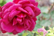 Rose hybrid