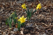 Spring Daffodils