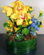 Orchids ($165)